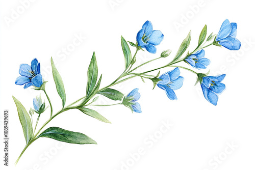 Fototapeta Naklejka Na Ścianę i Meble -  Watercolor, simple line drawing, clipart of small blue wildflowers in the shape of an elegant long stem with tiny flowers, soft watercolor isolated on a white background.