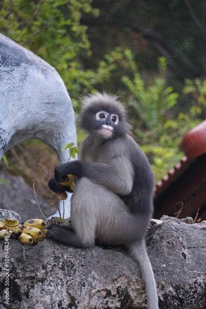 Obraz premium Playful monkey eating bananas in natural habitat wildlife sanctuary animal photography outdoor setting close-up view nature conservation