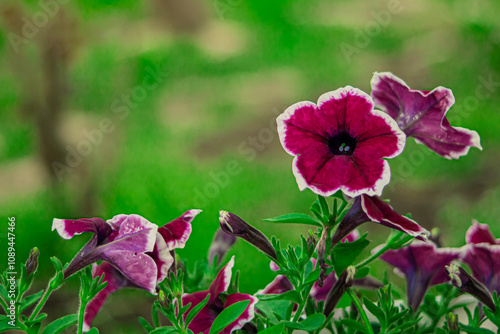 Flower - Pitunia. Blooming chrysanthemum, peony, pituni. A flowerbed of wildflowers. Beautiful bud in the garden. Flowers for birthday. Postcard. plant landscape, ecology, fresh wallpaper concept. photo