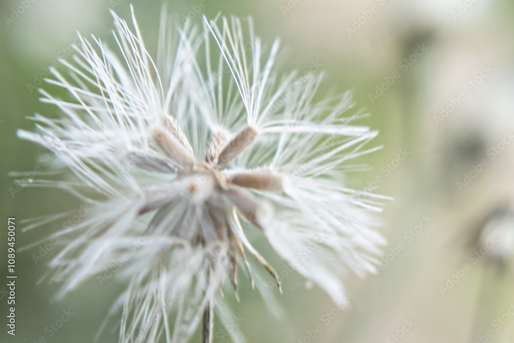 The Secret Life of Pollen: Macro Photography of Flower Details. The Secret Life of Pollen: Macro Photography of Flower Details.