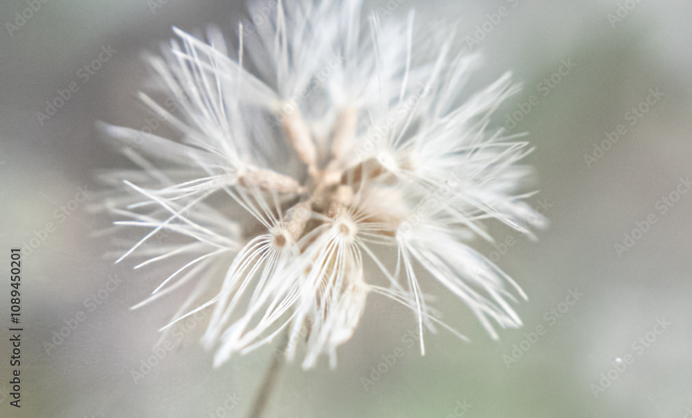 The Secret Life of Pollen: Macro Photography of Flower Details. The Secret Life of Pollen: Macro Photography of Flower Details.
