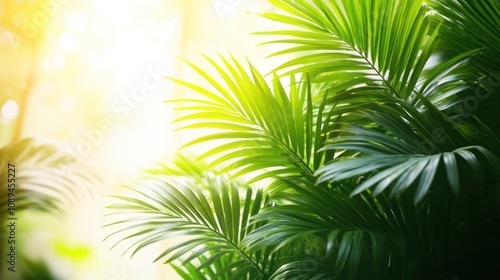 Lush green palm leaves backlit by sunlight.