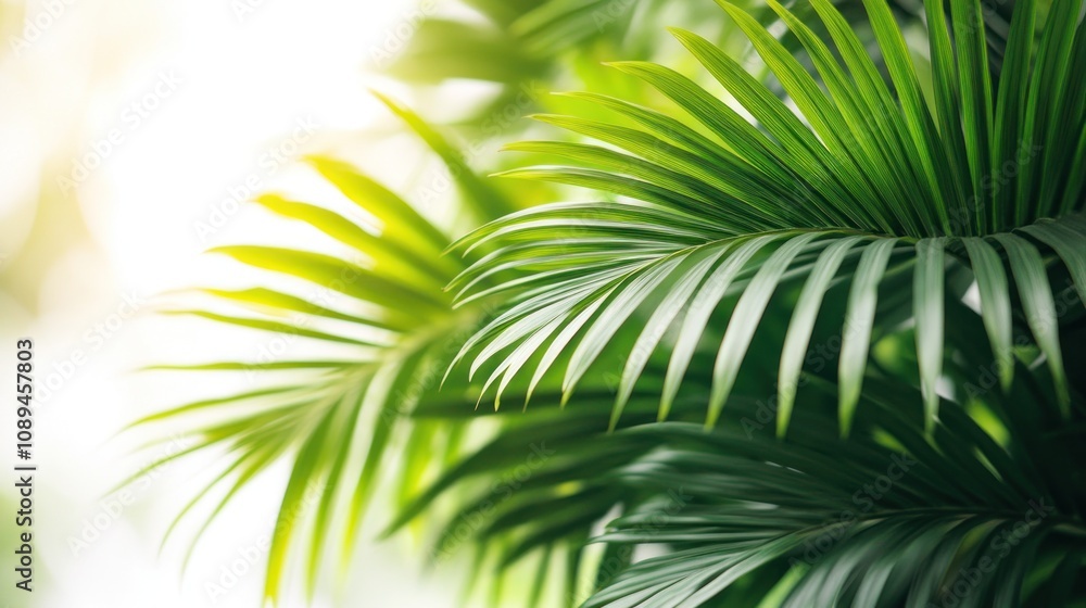 Lush green palm leaves in sunlight. Lush green palm leaves in sunlight.