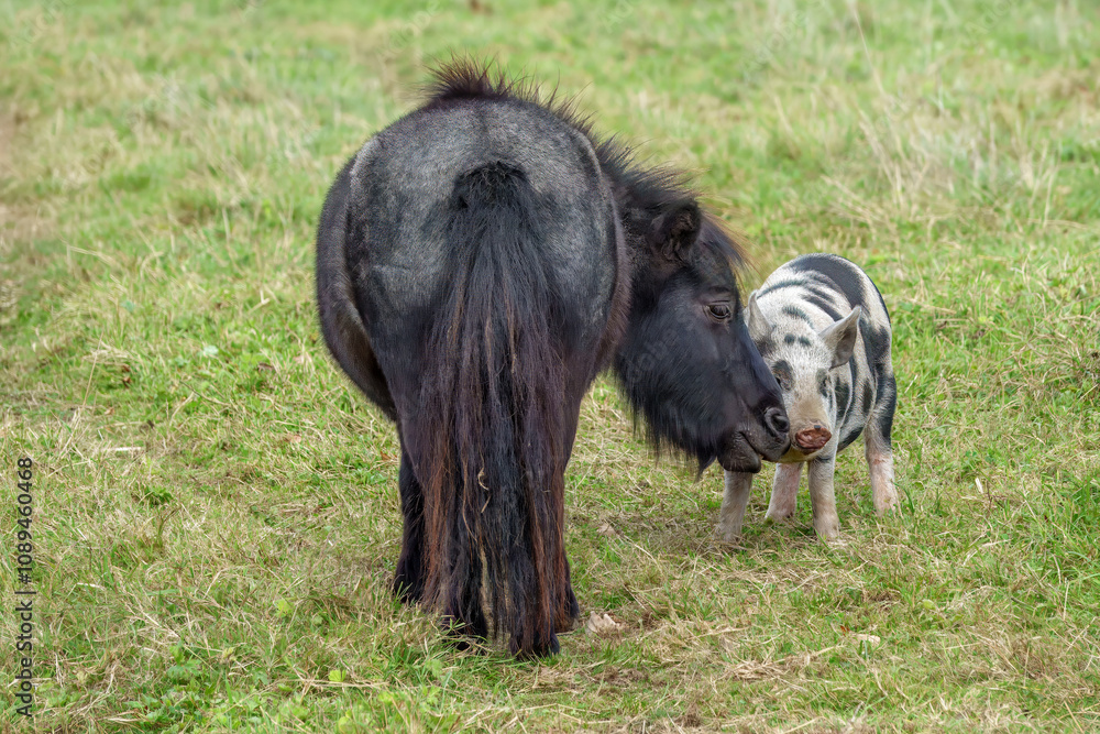 pretty shetland pony with cute black and pink piglet pretty shetland pony with cute black and pink piglet