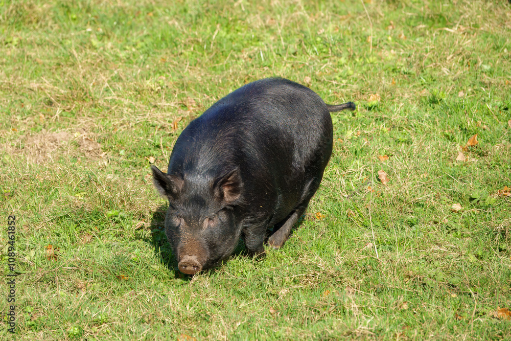 cute black piglet running across a field cute black piglet running across a field