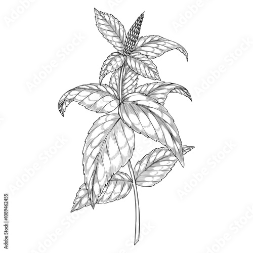 Vector illustration of a Mint plant with detailed leaves and a central stalk. Linear drawing painted by black inks of kitchen and medical herb. Outline monochrome botanical etching.