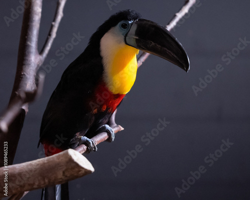 Channel-billed toucan sitting on the branch in indoor zoo. photo