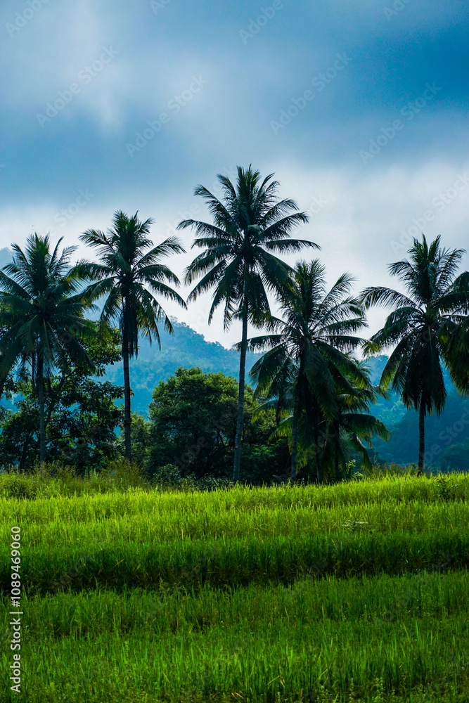 Lush green rice fields tropical landscape photography nature serene beauty of agriculture Lush green rice fields tropical landscape photography nature serene beauty of agriculture