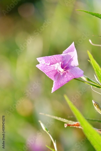 A beautiful purple Waterkanon flower blossom with green garden background. photo