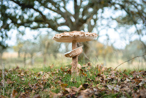 Parasol mushroom in the wild. In the National Park in De Zilk, The Netherlands. photo