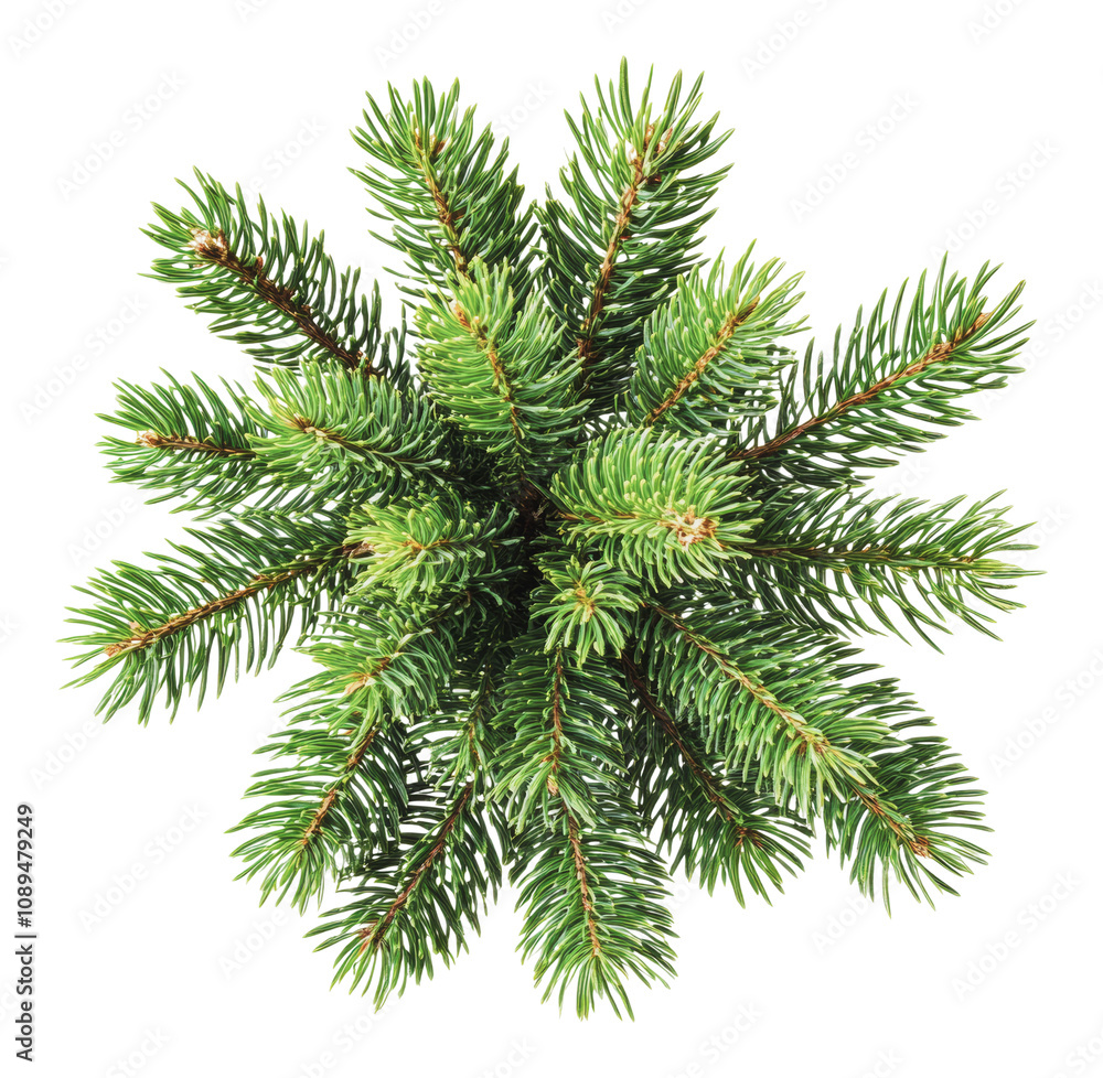 PNG Brightly lit green pine branches above PNG Brightly lit green pine branches above
