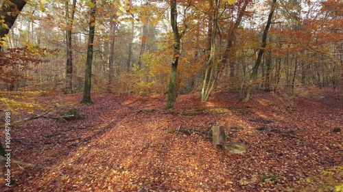 Soft sunlight filters through colorful autumn trees in the forest. Drone flies at eye level with a gentle push in.