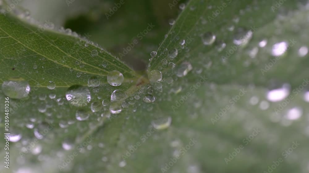 Rain drops rolling off a green leaf in slow motion. Rain drops rolling off a green leaf in slow motion.