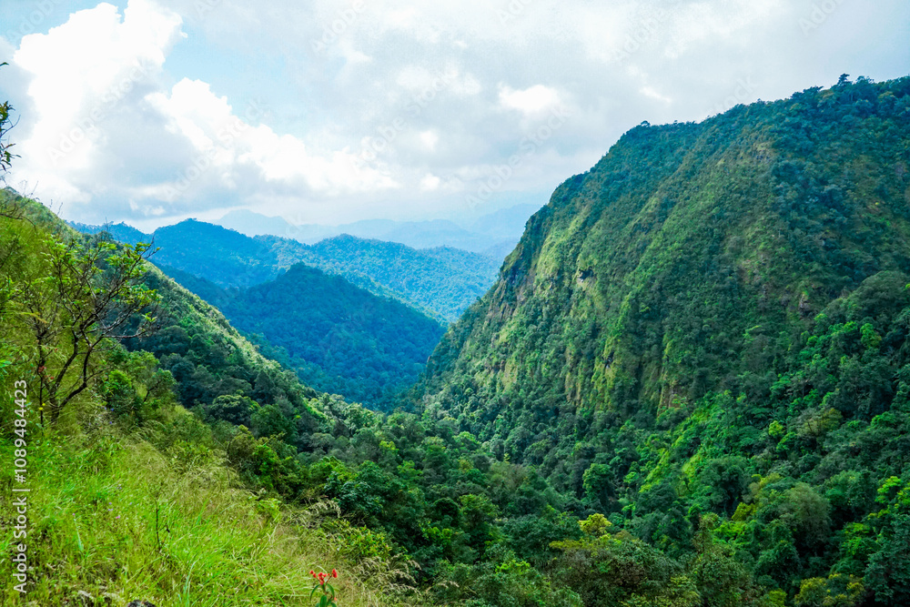 Breathtaking mountain view lush green forest nature landscape vibrant environment panoramic perspective scenic beauty for relaxation Breathtaking mountain view lush green forest nature landscape vibrant environment panoramic perspective scenic beauty for relaxation