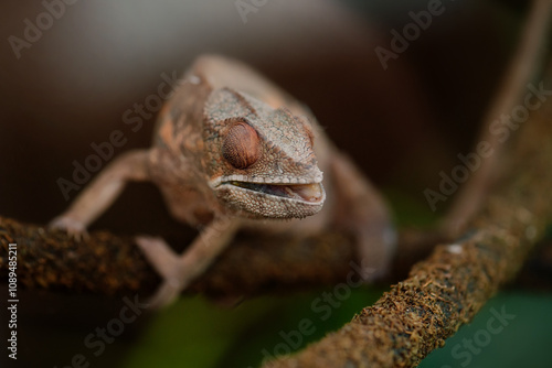 A close-up image of a chameleon perched on a textured branch. 