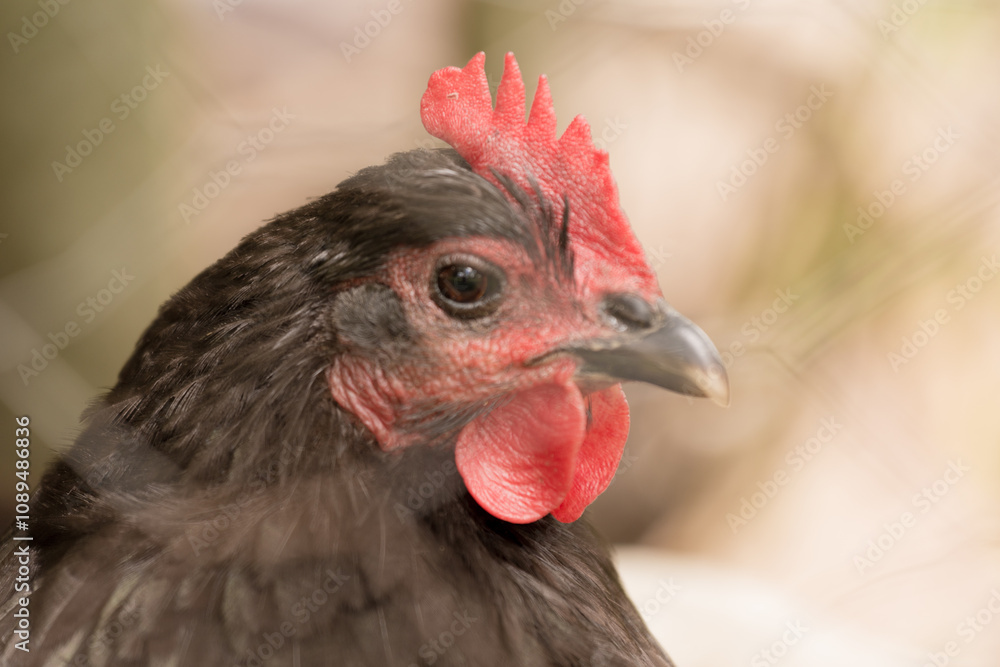 Speckled Hen Chicken Farm Livestock Animal Portrait Speckled Hen Chicken Farm Livestock Animal Portrait