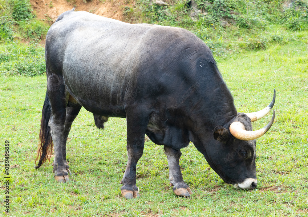Toro negro.
Un toro pasta hierba en un campo. El toro tiene un gran cuerno en la cabeza y una gran joroba en la espalda. Toro negro.
Un toro pasta hierba en un campo. El toro tiene un gran cuerno en la cabeza y una gran joroba en la espalda.