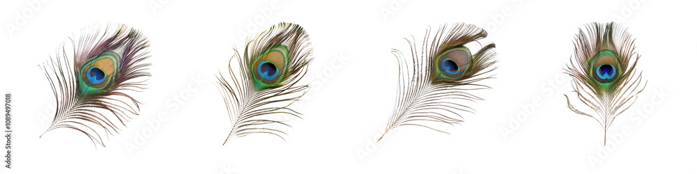 Fototapeta premium Elegant Peacock Feathers with Vibrant Eye Patterns for Decoration and Design