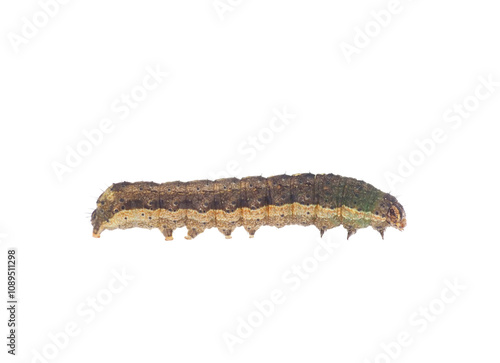 Fall armyworm caterpillar isolated on white background, Spodoptera frugiperda photo