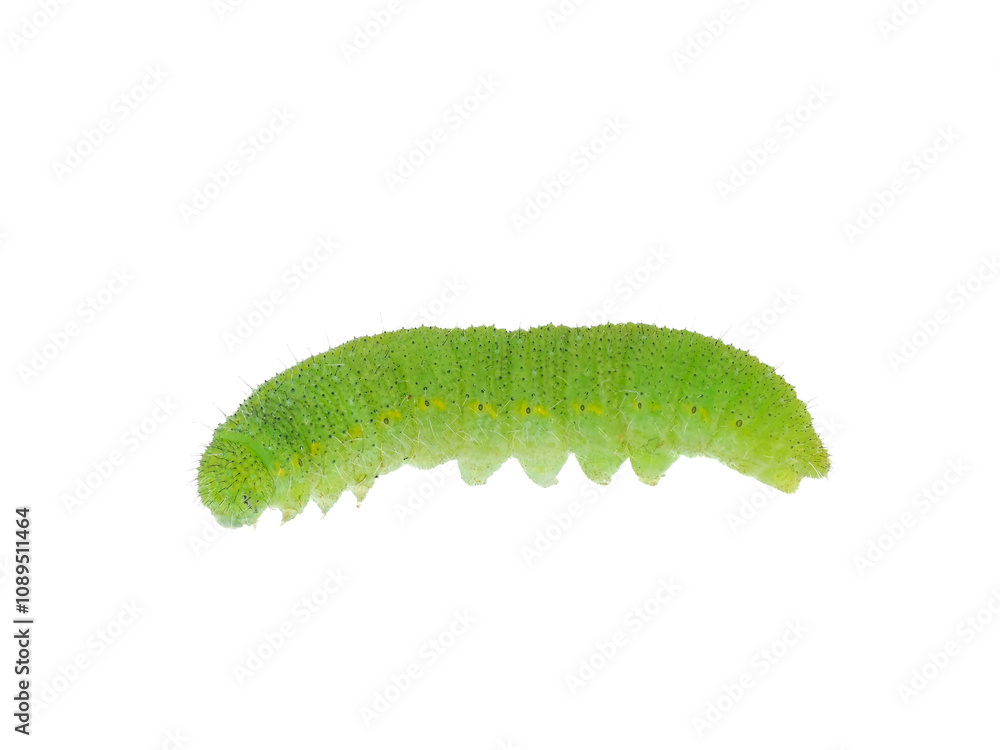 Obraz premium Small white caterpillar isolated on white background, Pieris rapae