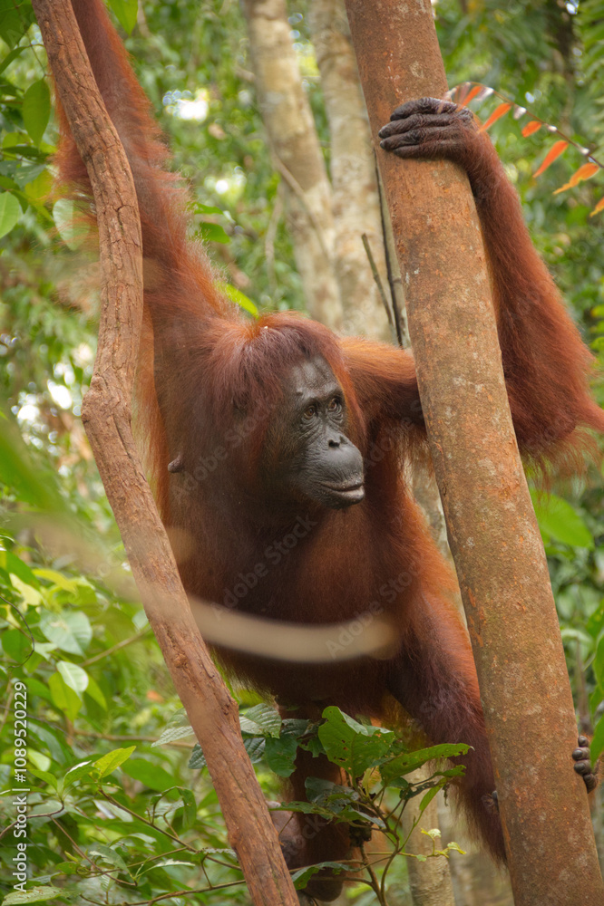 Obraz premium Orangutan behind two trunks. 