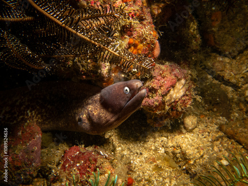 A Yellowmargin Moray Eel or Gymnothorax flavimarginatus in a beautiful coral reef in Puerto Galera, Philippines photo