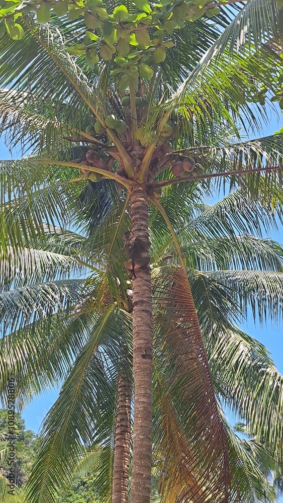 Obraz premium Palm trees