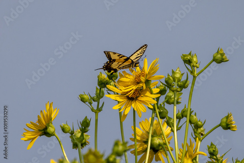 Rosinweed (Silphium integrifolium) Common names whole-leaf rosinweed and The Eastern Yellow Swallowtail.  Butterfly native to eastern North America, state insect of Virginia