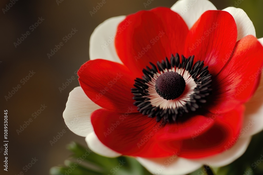 A detailed shot of a beautiful red and white flower A detailed shot of a beautiful red and white flower