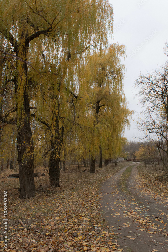 Fototapeta premium autumn in the forest