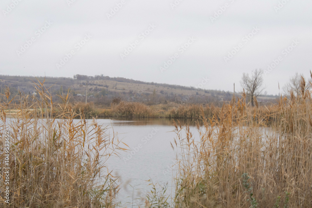 reeds on the river reeds on the river