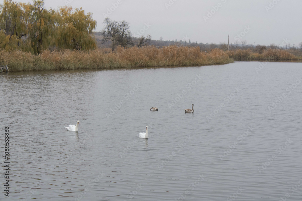 swans swans