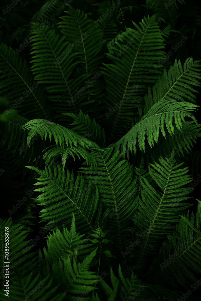 Close-up of fern leaves in a dark forest. Close-up of fern leaves in a dark forest.