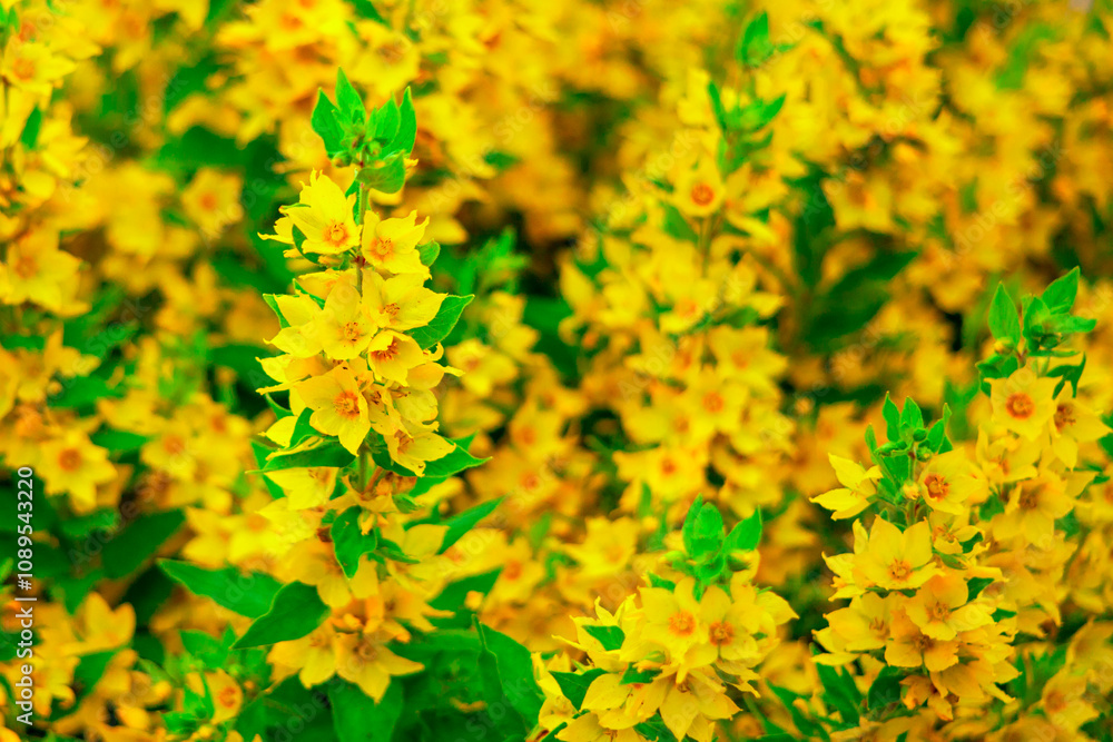 Yellow wild flowers. The flower is blooming.Rose, chamomile..Wildflowers on a green meadow. White petals.t. natural background. summer landscape. the petals contrast with the green stems and leaves. Yellow wild flowers. The flower is blooming.Rose, chamomile..Wildflowers on a green meadow. White petals.t. natural background. summer landscape. the petals contrast with the green stems and leaves.