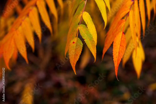 Bright yellow-green and orange leaves of fluffy sumac in close-up on a blurred background photo