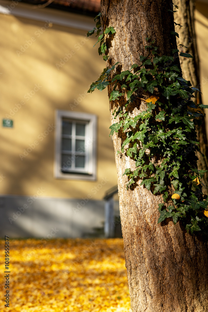 Evergreen ivy on a tree trunk in autumn in the yard Evergreen ivy on a tree trunk in autumn in the yard