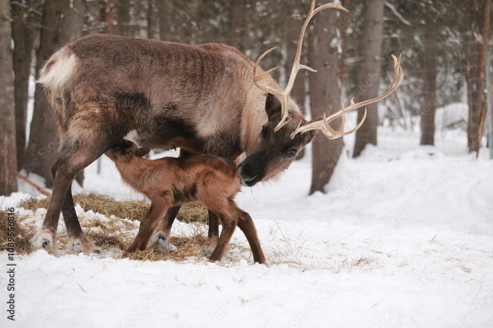 Alaskan Reindeer in Calving Season Alaskan Reindeer in Calving Season