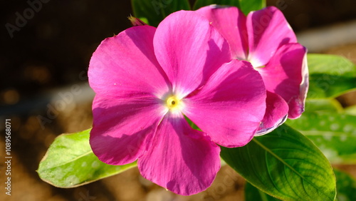 Pink periwinkle, rose periwinkle or bright eyes (Catharanthus roseus) flower head close-up on a blurred background