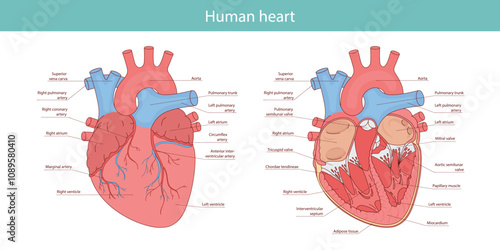 Vector diagram of human heart anatomy. Medical illustration drawn in cartoon style.