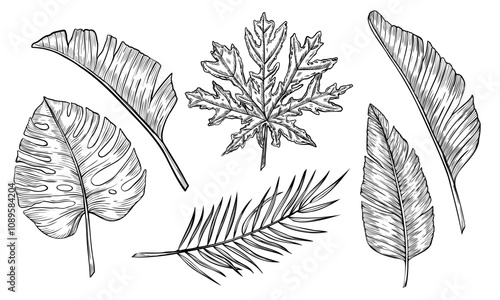 Palm leaves vector illustration. Linear drawing of set with exotic tropical plants in etching style. Outline botanical Engraving of jungle foliage on isolated background for icon or logo.