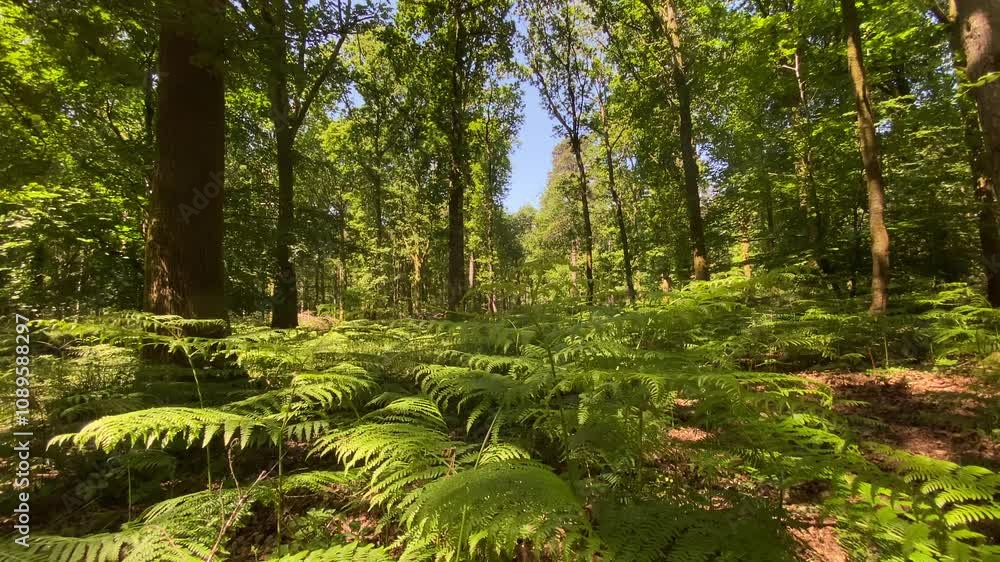 Dappled sunlight shining through vibrant green foliage of a fern forest deep in a picturesque wild woodland. Dappled sunlight shining through vibrant green foliage of a fern forest deep in a picturesque wild woodland.