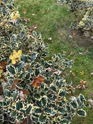 Close-up of gold margined holly leaves (Aurea Marginata) bush in the park. Ilex aquifolium, the holly, English, European holly, or occasionally Christmas holly texture. Family Aquifoliaceae.
 photo