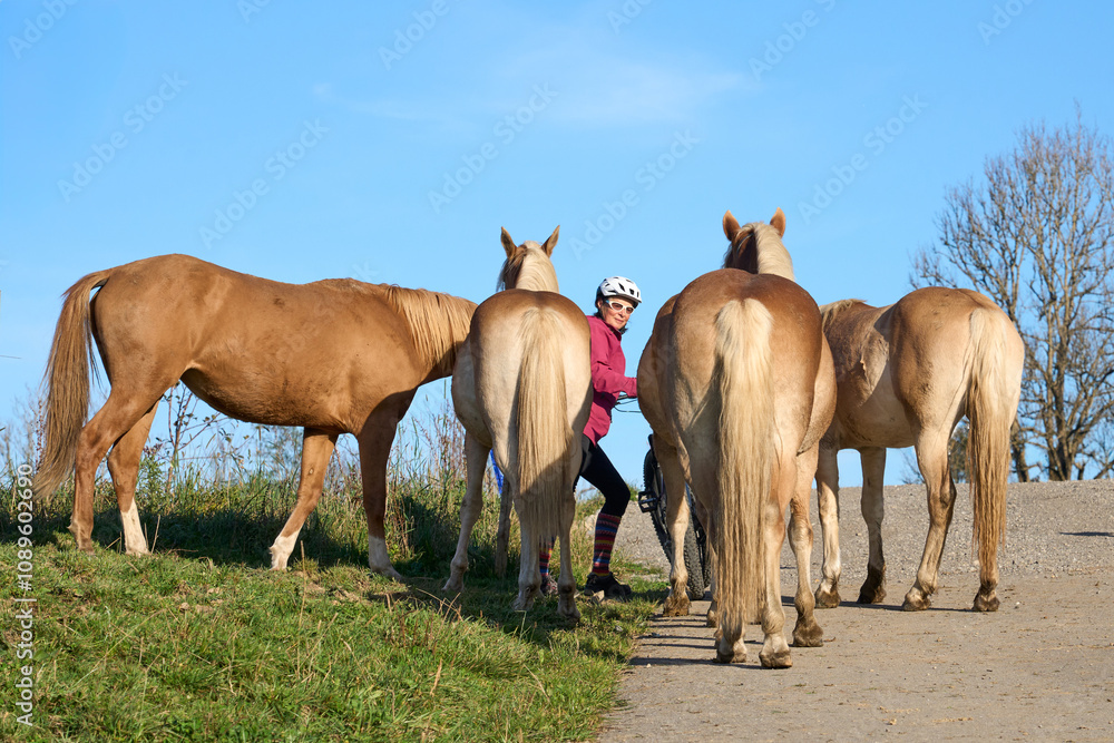 woman with electric mountain bike meets a flock of curious Haflinger horses in the Allgaeu Alps near Oberstaufen, Bavaria, Germany woman with electric mountain bike meets a flock of curious Haflinger horses in the Allgaeu Alps near Oberstaufen, Bavaria, Germany