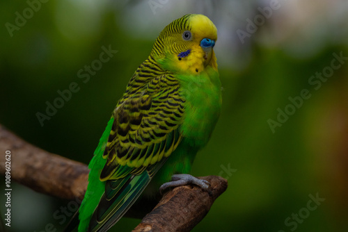 The budgerigar (Melopsittacus undulatus), also known as the common parakeet, shell parakeet or budgie is a small, long-tailed, seed-eating parrot native to Australia