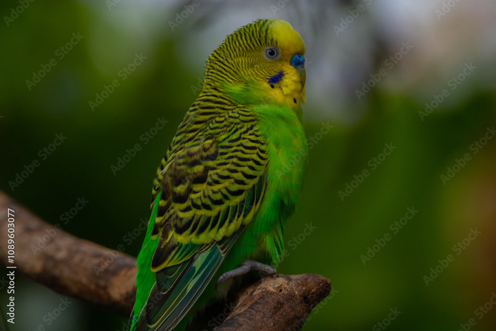The budgerigar (Melopsittacus undulatus), also known as the common parakeet, shell parakeet or budgie is a small, long-tailed, seed-eating parrot native to Australia The budgerigar (Melopsittacus undulatus), also known as the common parakeet, shell parakeet or budgie is a small, long-tailed, seed-eating parrot native to Australia