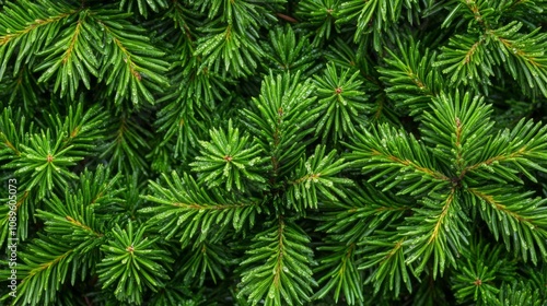 Lush Green Conifer Branches Covered In Dew Droplets