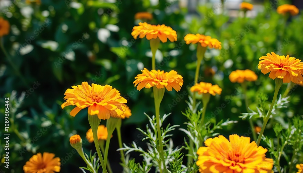 Golden marigolds against a bright, sunlit garden with blurred green foliage Golden marigolds against a bright, sunlit garden with blurred green foliage
