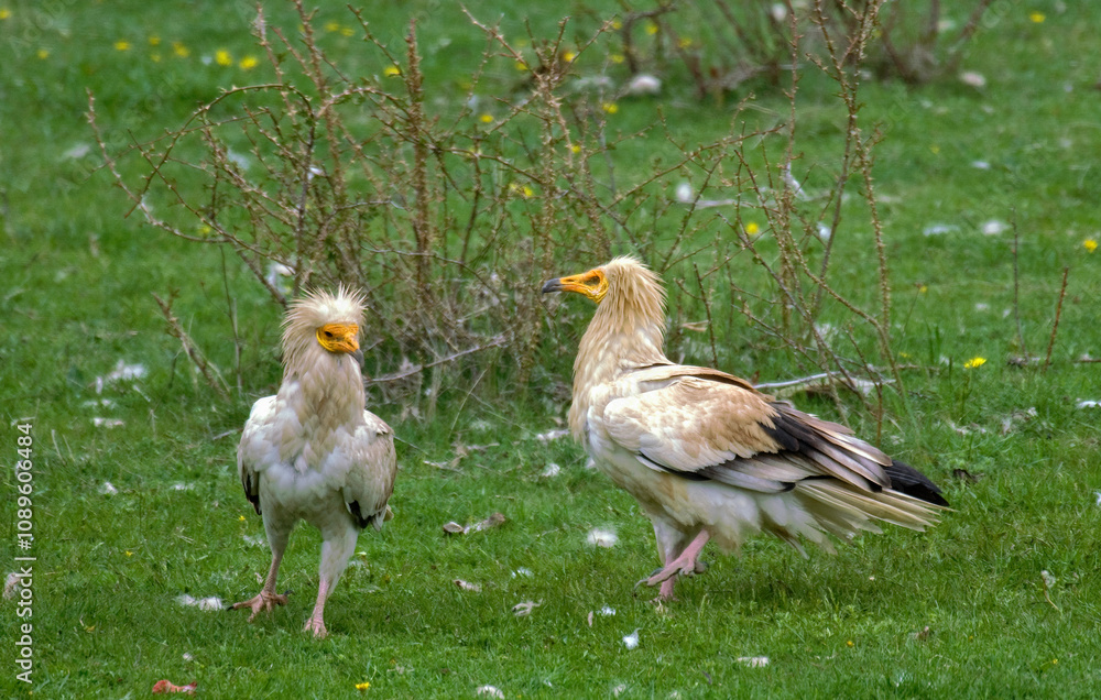 Vautour percnoptère , Percnoptère d'Égypte, Neophron percnopterus, Egyptian Vulture