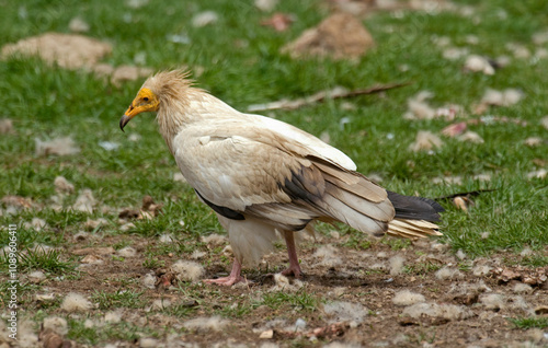 фотографія Vautour percnoptère , Percnoptère d'Égypte, Neophron percnopterus, Egyptian Vult