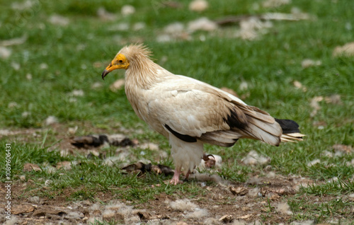 Vautour percnoptère , Percnoptère d'Égypte, Neophron percnopterus, Egyptian Vulture